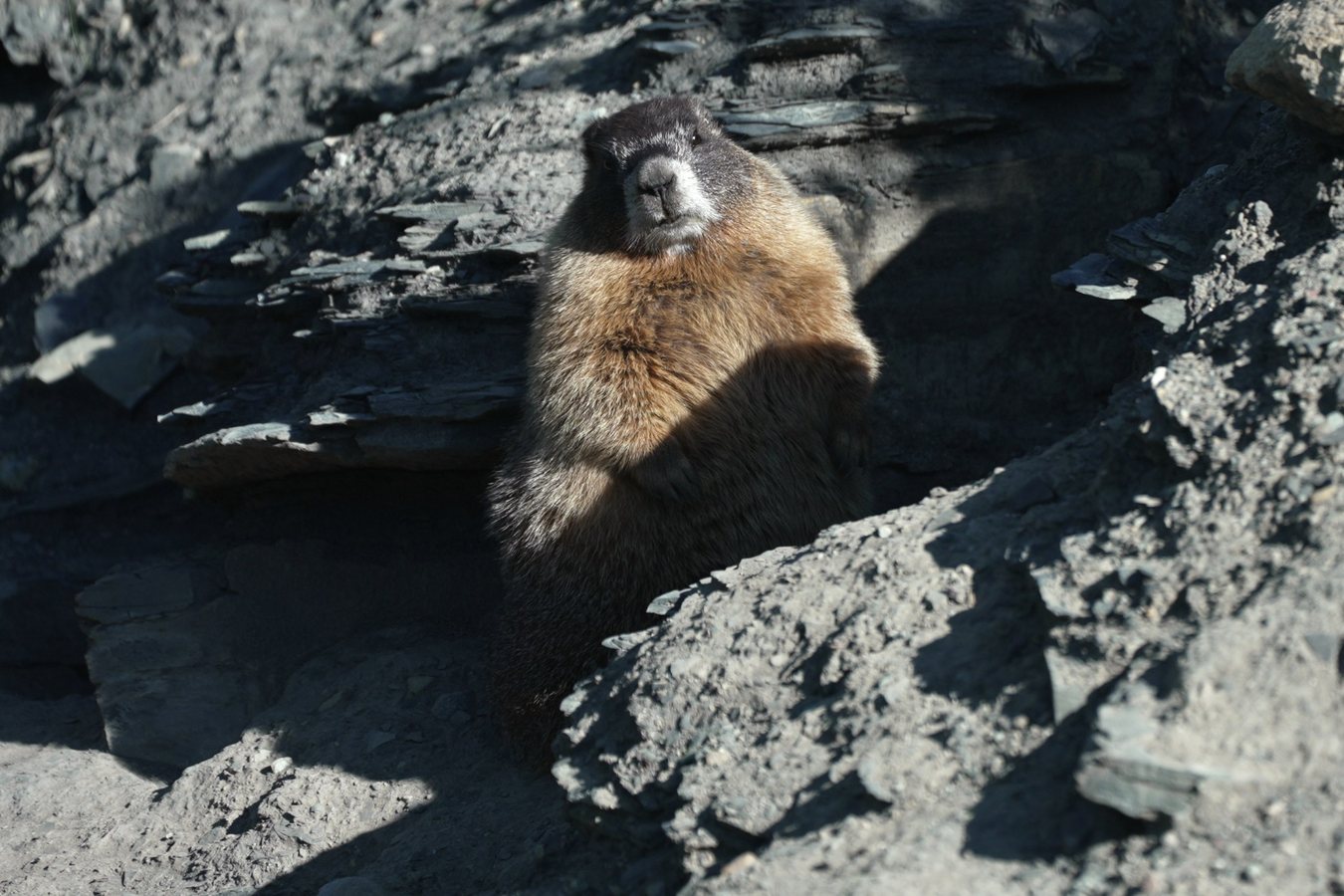 Засновник Fat Marmot Week шукає донати на тлі скорочення бюджету на дослідження